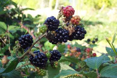 Brombeeren