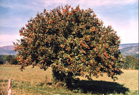 Herbstlicher Baum