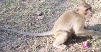 bonbonlutschender Affe